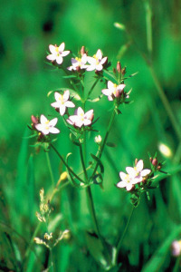 centaury